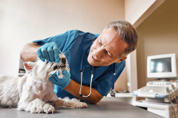 Best Emergency Tooth Extraction in Briarcliff, TX